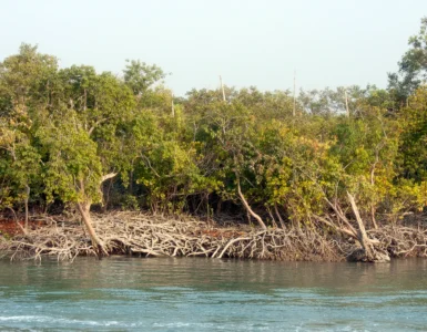climate change impact on Sundarbans