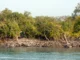 climate change impact on Sundarbans